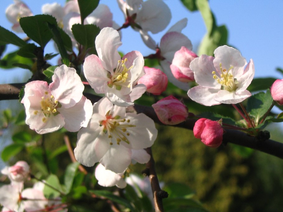 Яблоня Эверест Malus Evereste