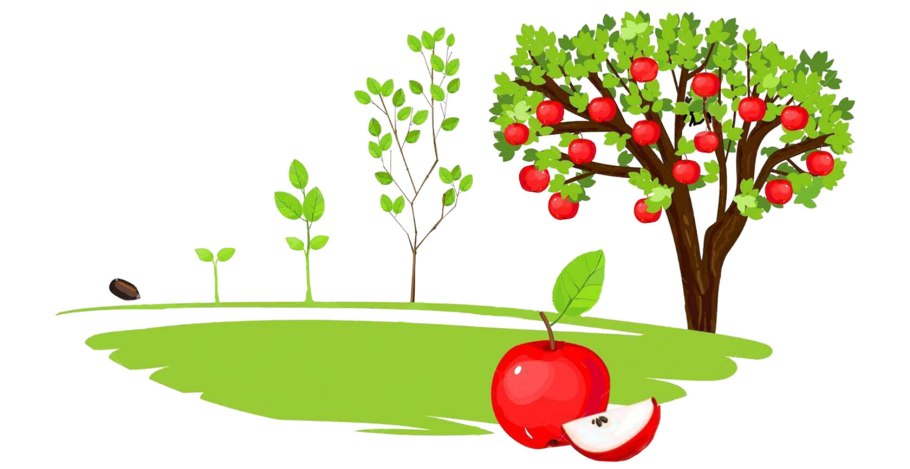 Этапы роста яблони