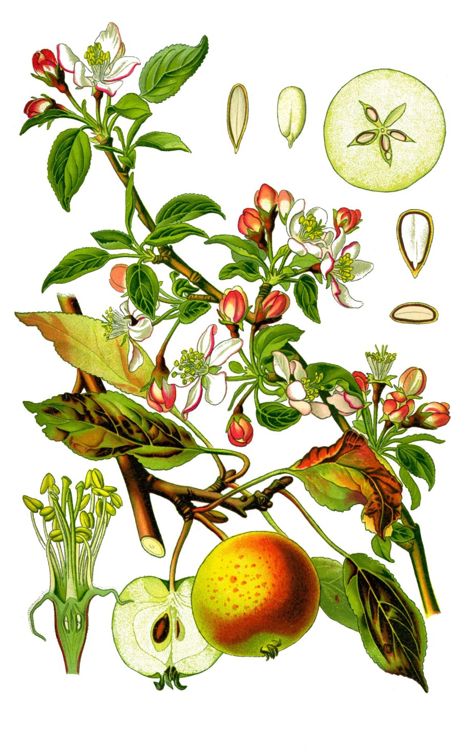 Malus domestica гербарий
