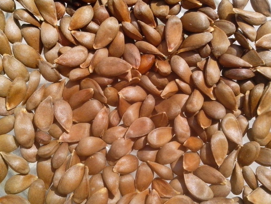 Семена груши