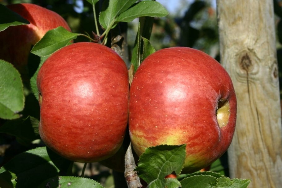 Сорт яблок белая роза