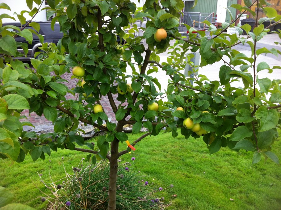 Яблоня из семечка дерево