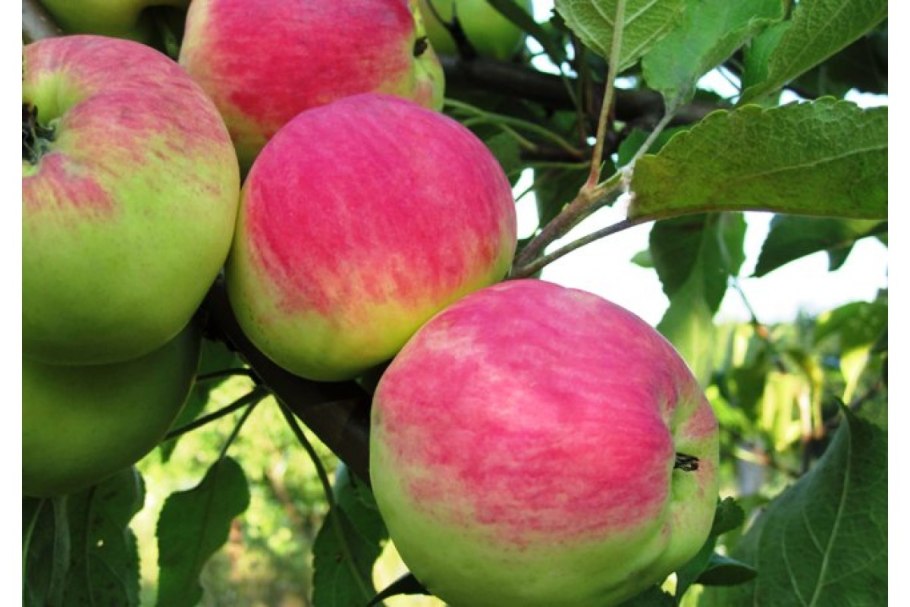 Яблоня Бессемянка Мичуринская