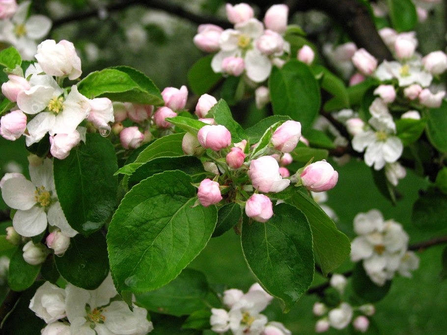 Яблоня домашняя (Malus domestica)