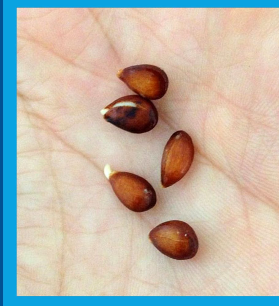 Семечко яблони проклюнулось