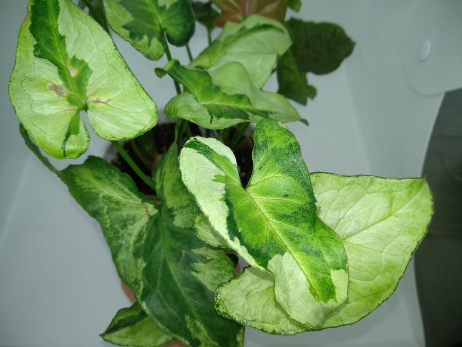 Сингониум Green arrow Mutation