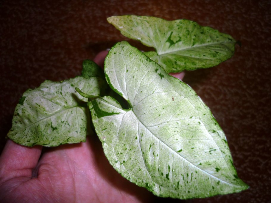 Сингониум веснушки