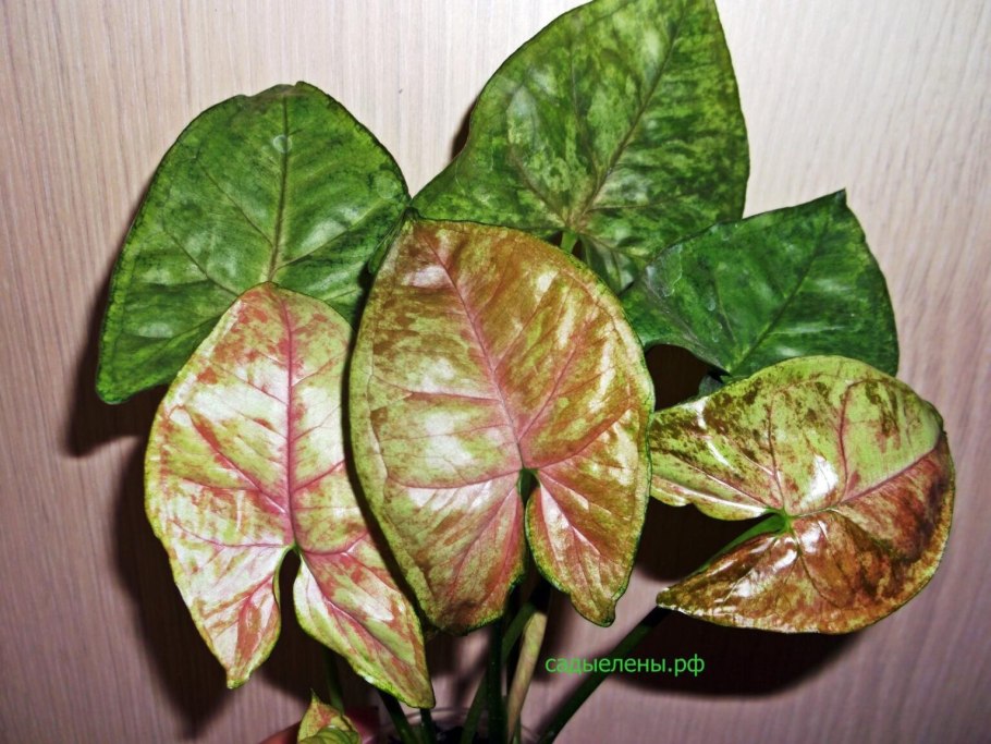 Сингониум неон Лиана