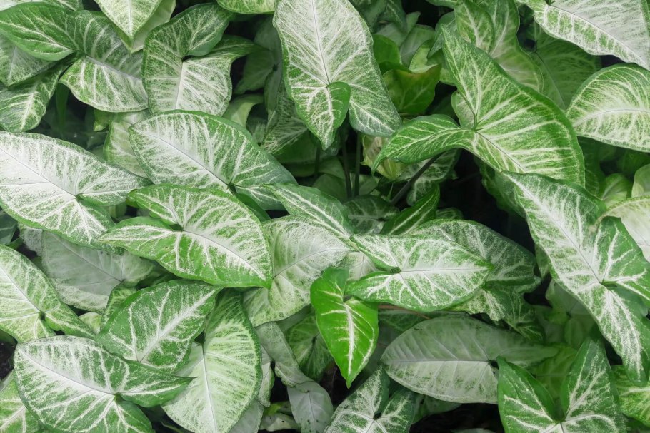 Сингониум ножколистный Лиана