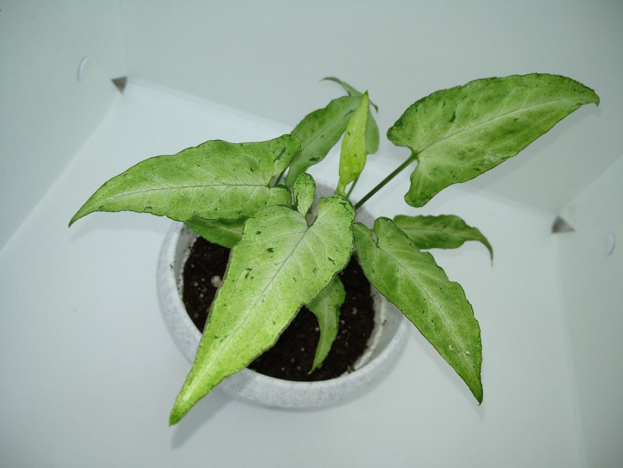 Сингониум Pink allusion