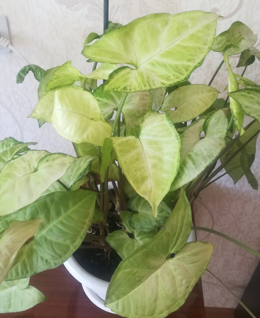 Сингониум podophyllum