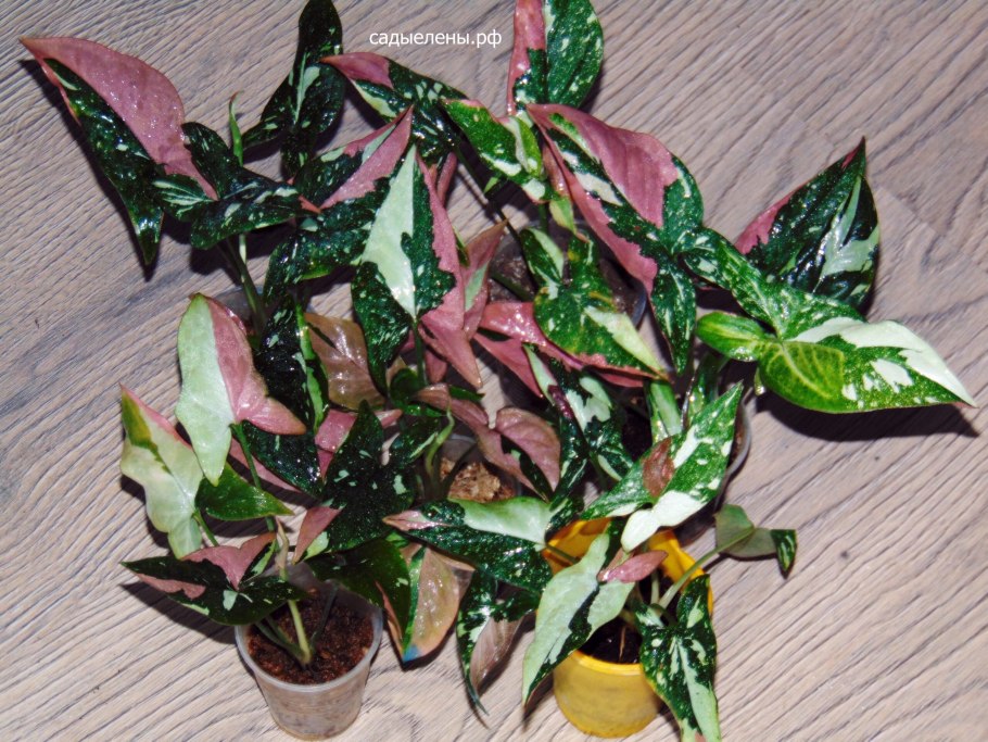 Сингониум Confetti Tricolor