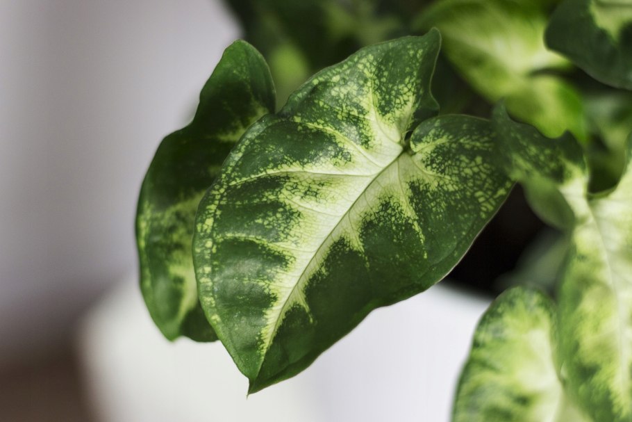 Syngonium Pink Flecked