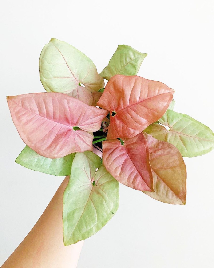 Сингониум Пинк Сплеш