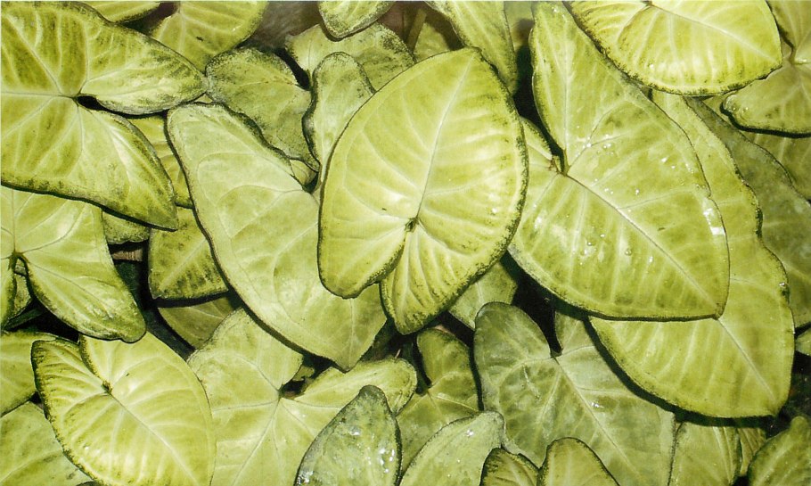 Сингониум Пикси