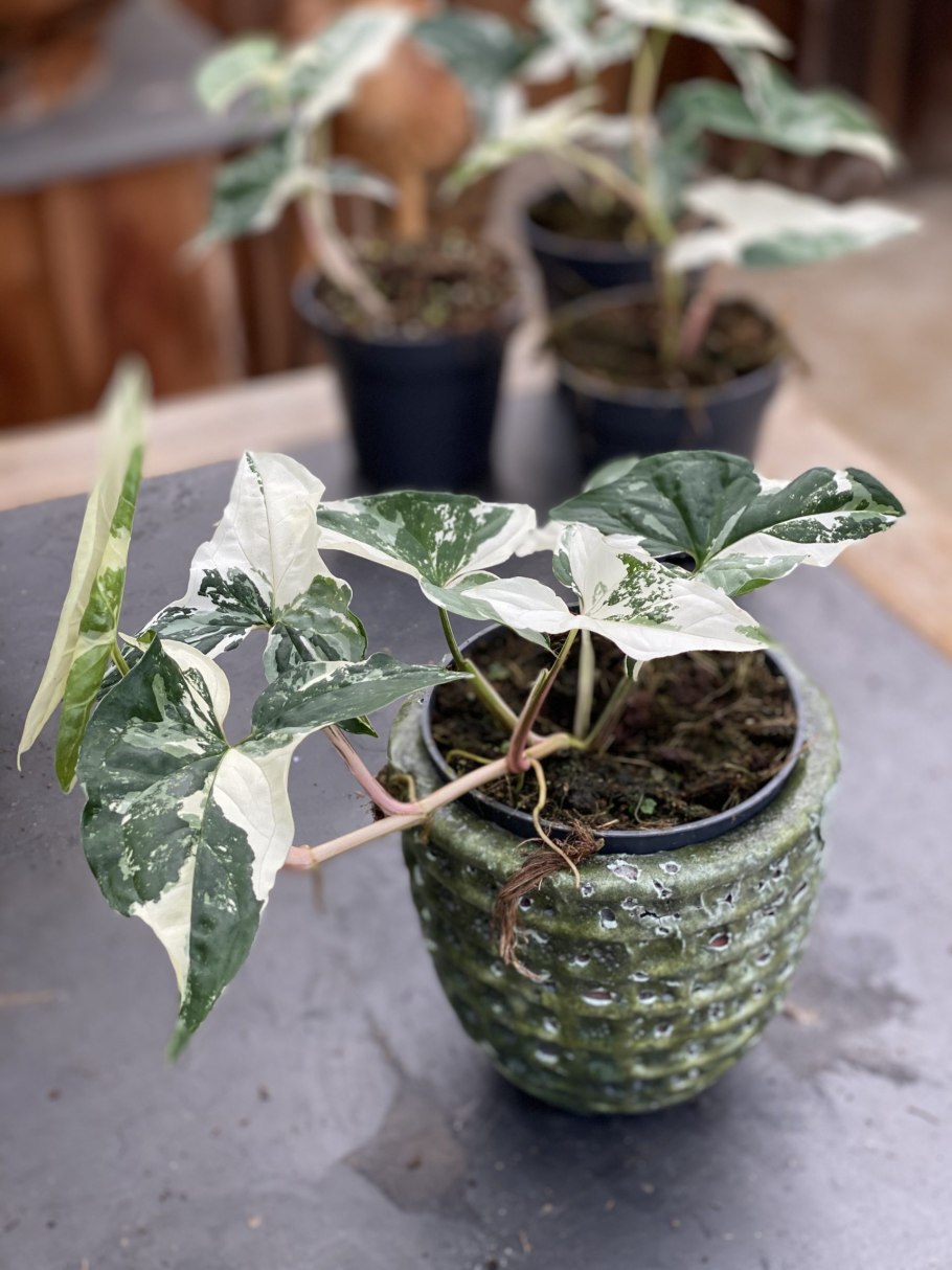 Сингониум Винейшен