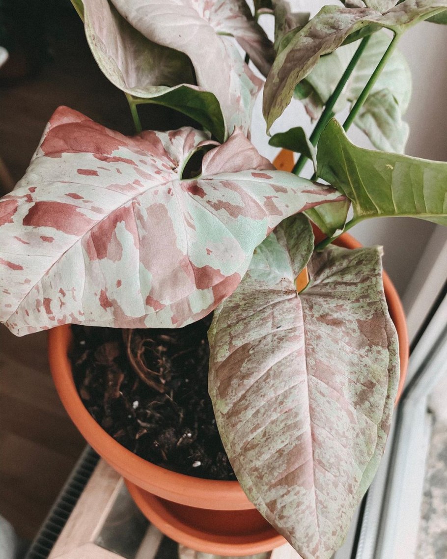 Сингониум Милк конфетти