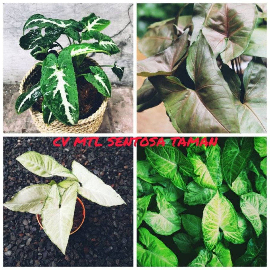 Сингониум Подофиллум