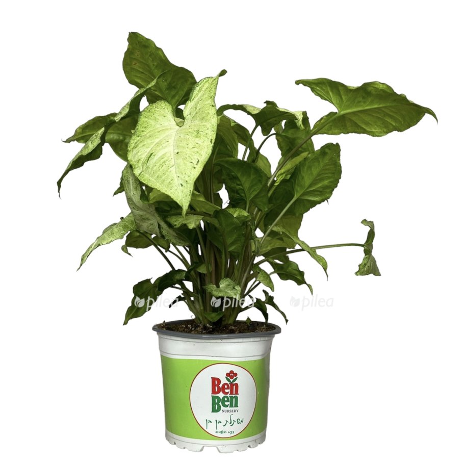 Сингониум ORM Manee