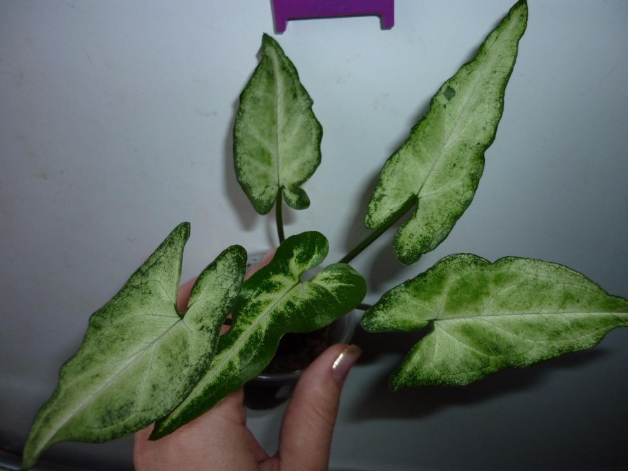 Сингониум Freckles Mutation