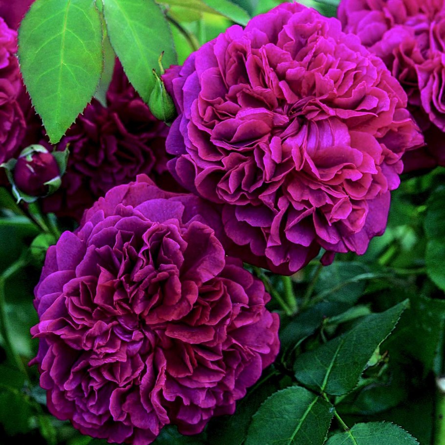 Роза Вильям Шекспир