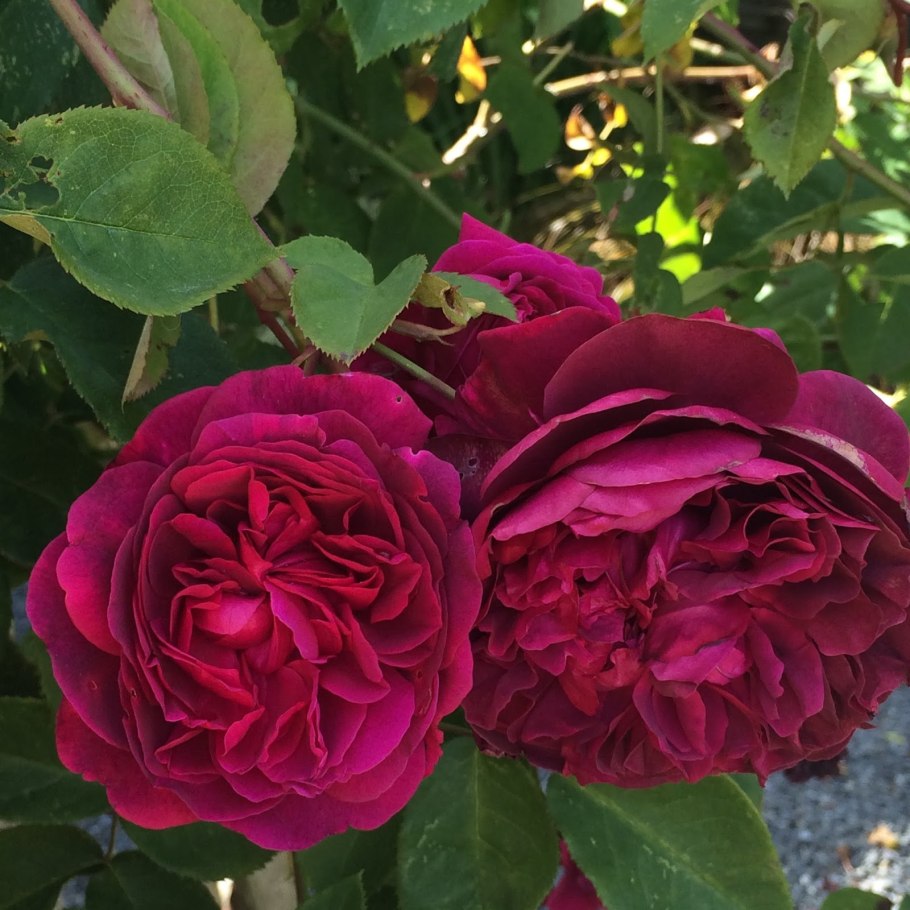 Роза сорт Уильям Шекспир 2000