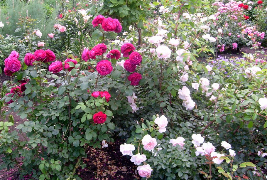 Роза Парковая Вильям Шекспир