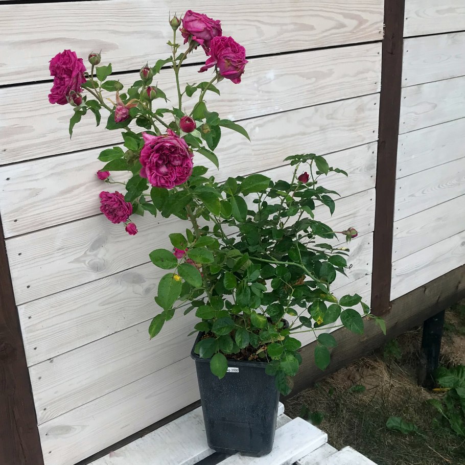 Роза Парковая Вильям Шекспир