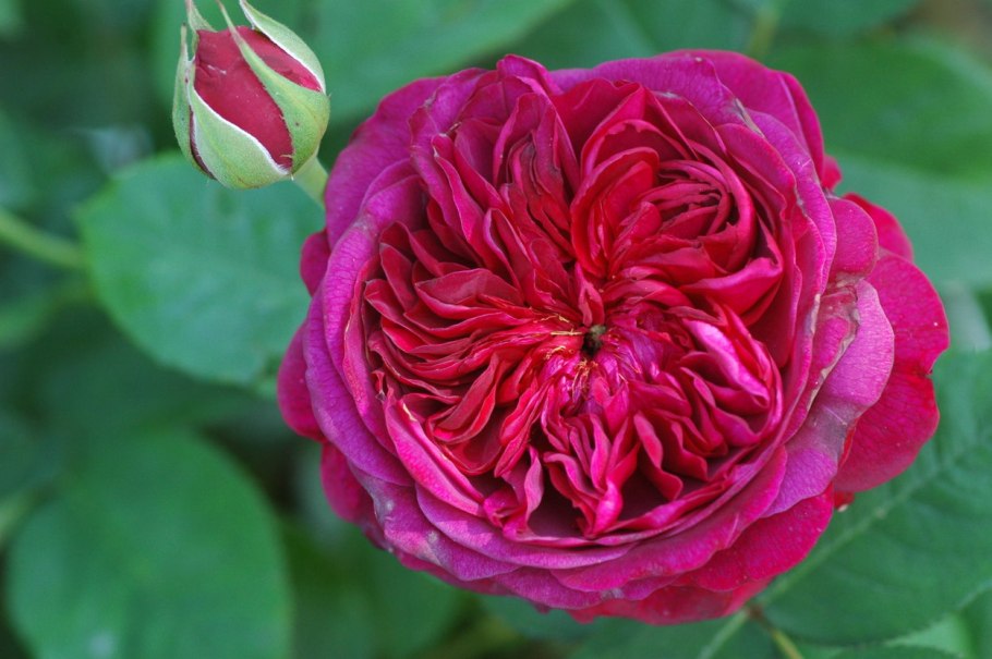 Роза шраб Шекспир