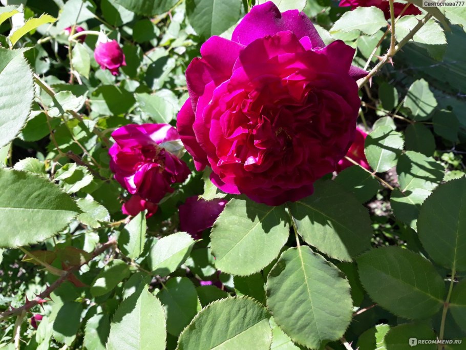 Роза английская Вильям Шекспир