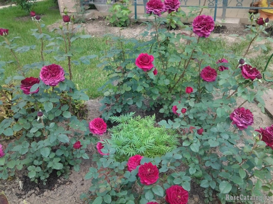 Букет Вильям Шекспир