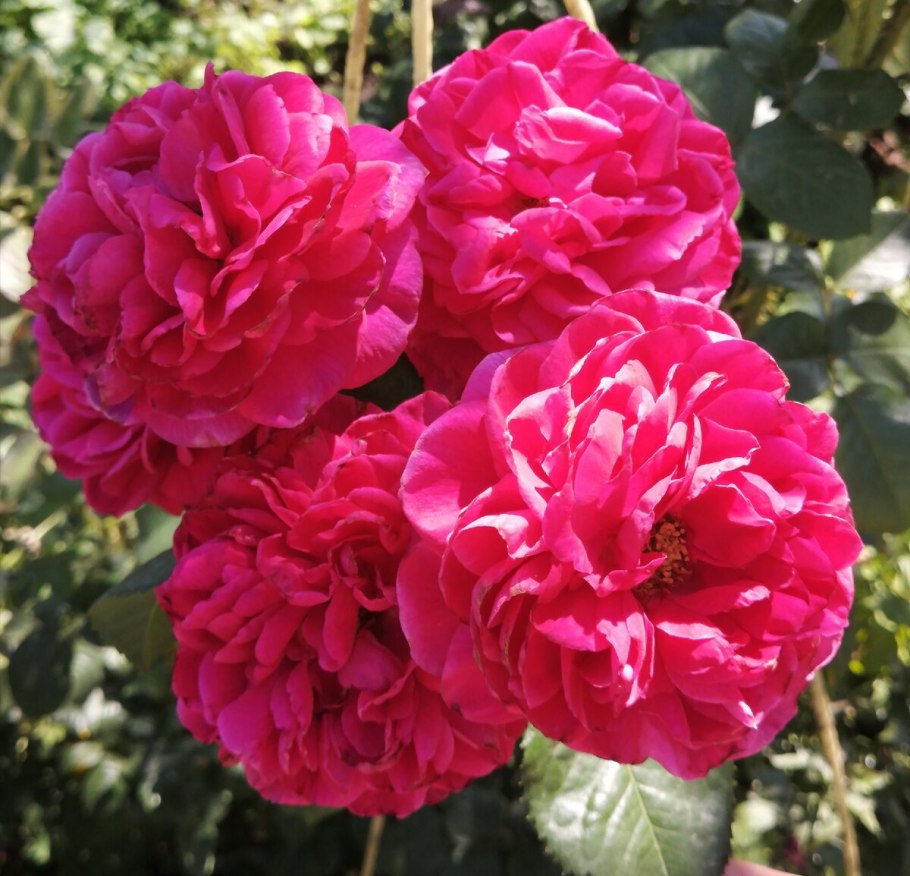 Роза Уильям Шекспир