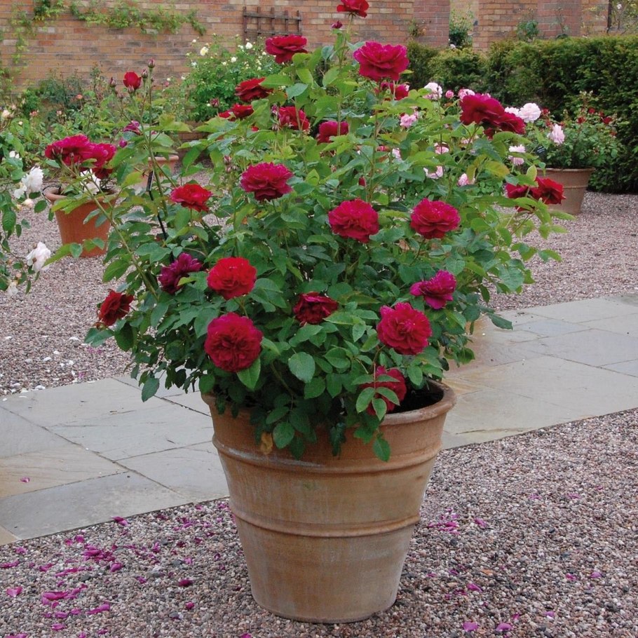 Роза Вильям Шекспир