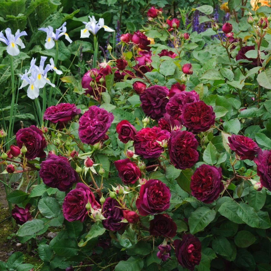 Вильям Шекспир роза флорибунда