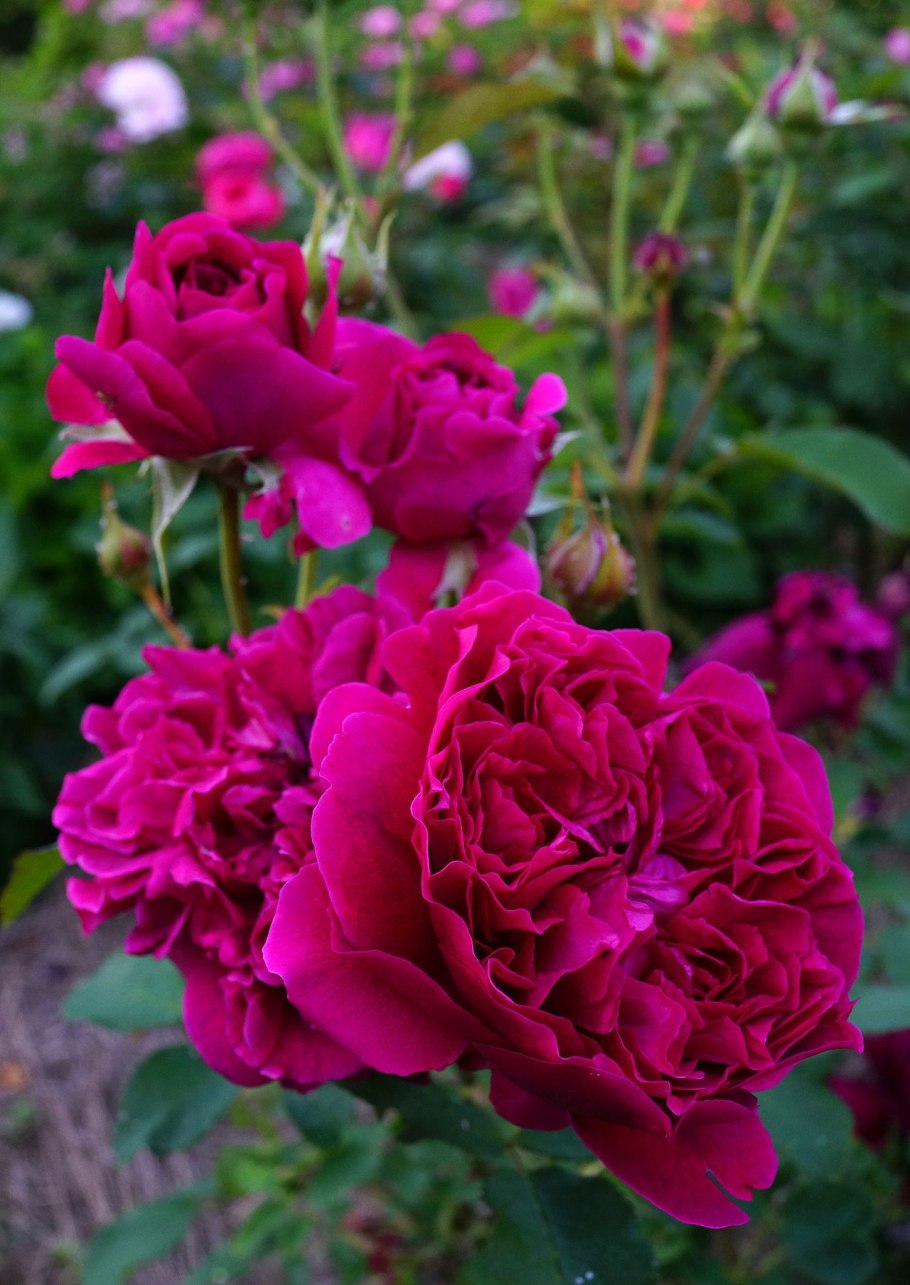 Роза плетистая Вильям Шекспир