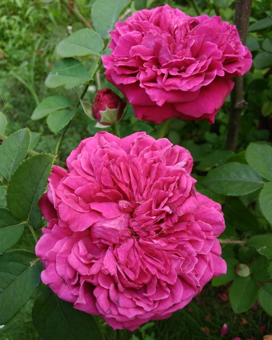 Роза Вильям Шекспир