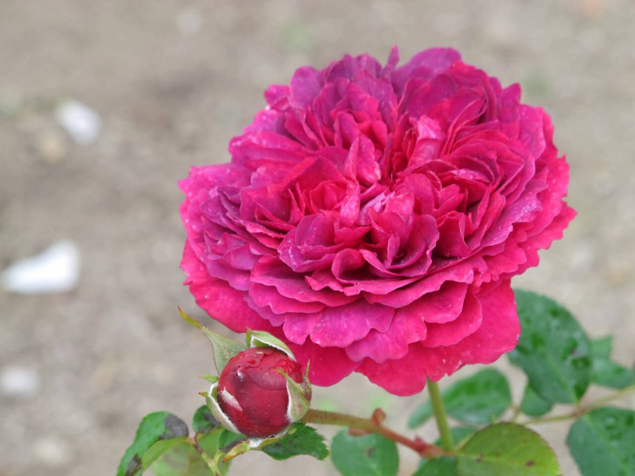 Роза Вильям Шекспир