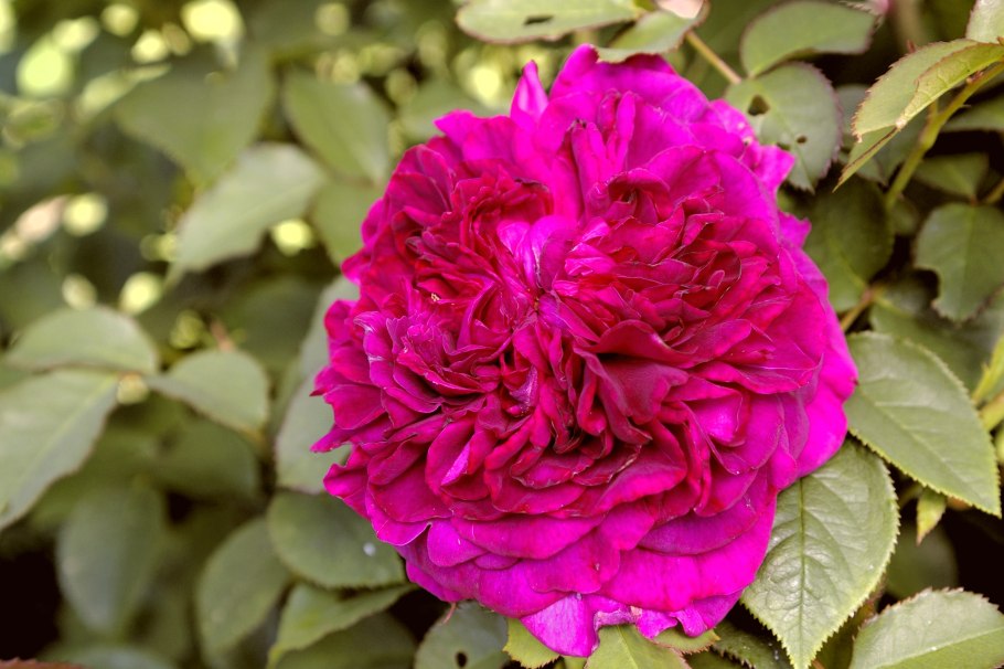 Роза Вильям Шекспир сочетание