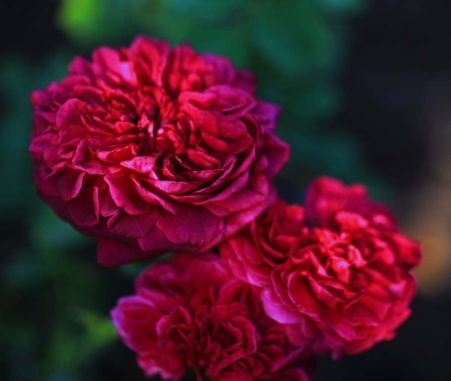 Роза Остина Вильям Шекспир 2000