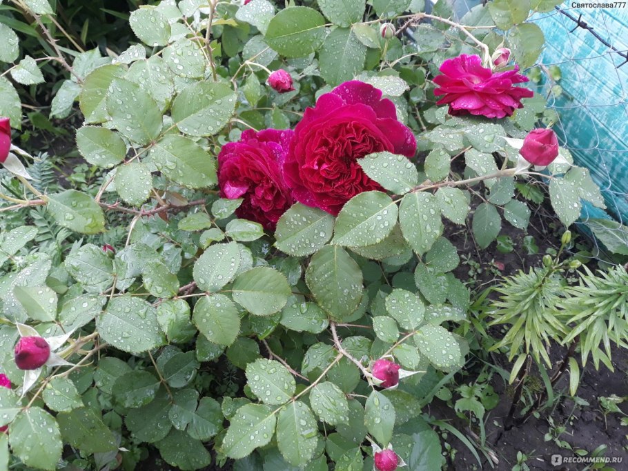 Роза вильям шекспир