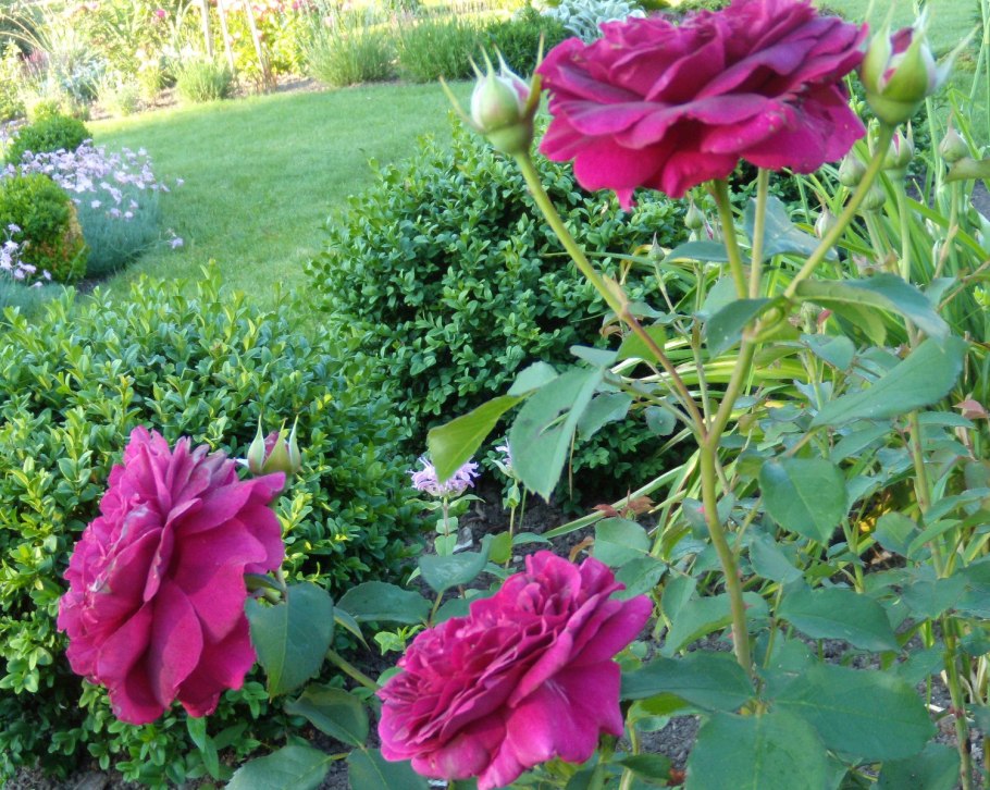 Роза Остина Вильям Шекспир