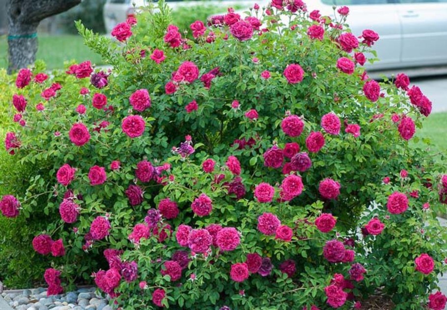 Роза Шекспир купить