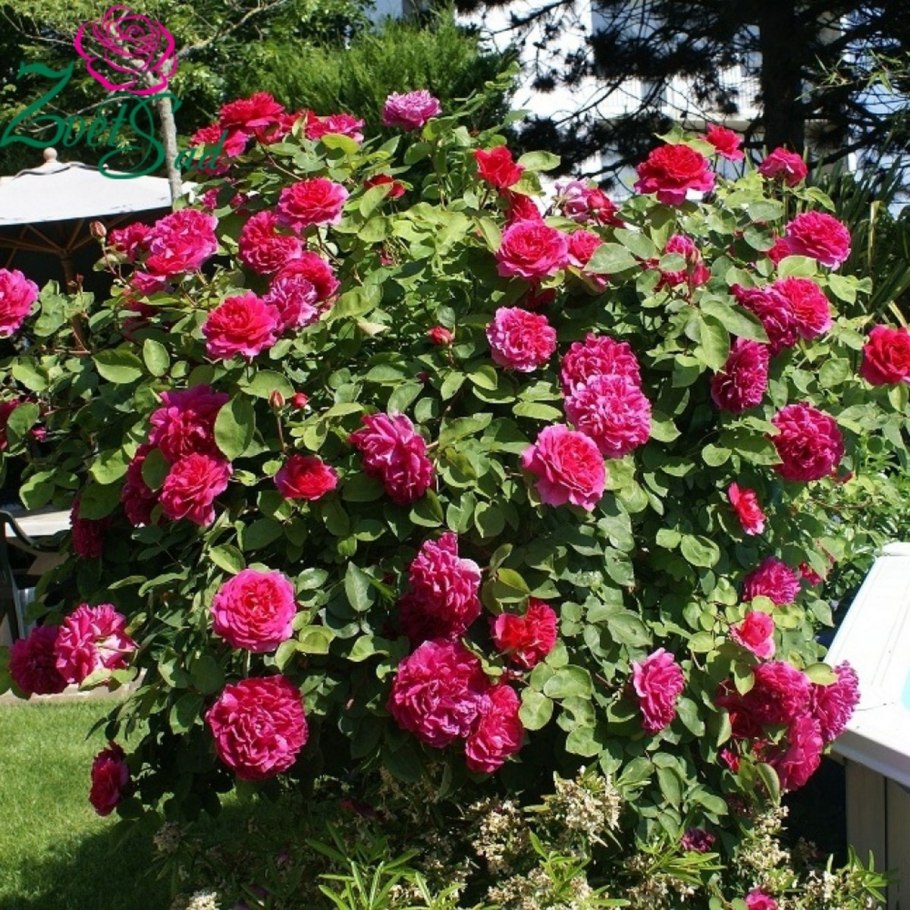 Роза Остина Вильям Шекспир