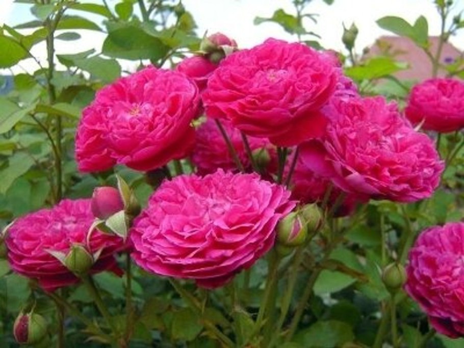 Роза William Shakespeare 2000