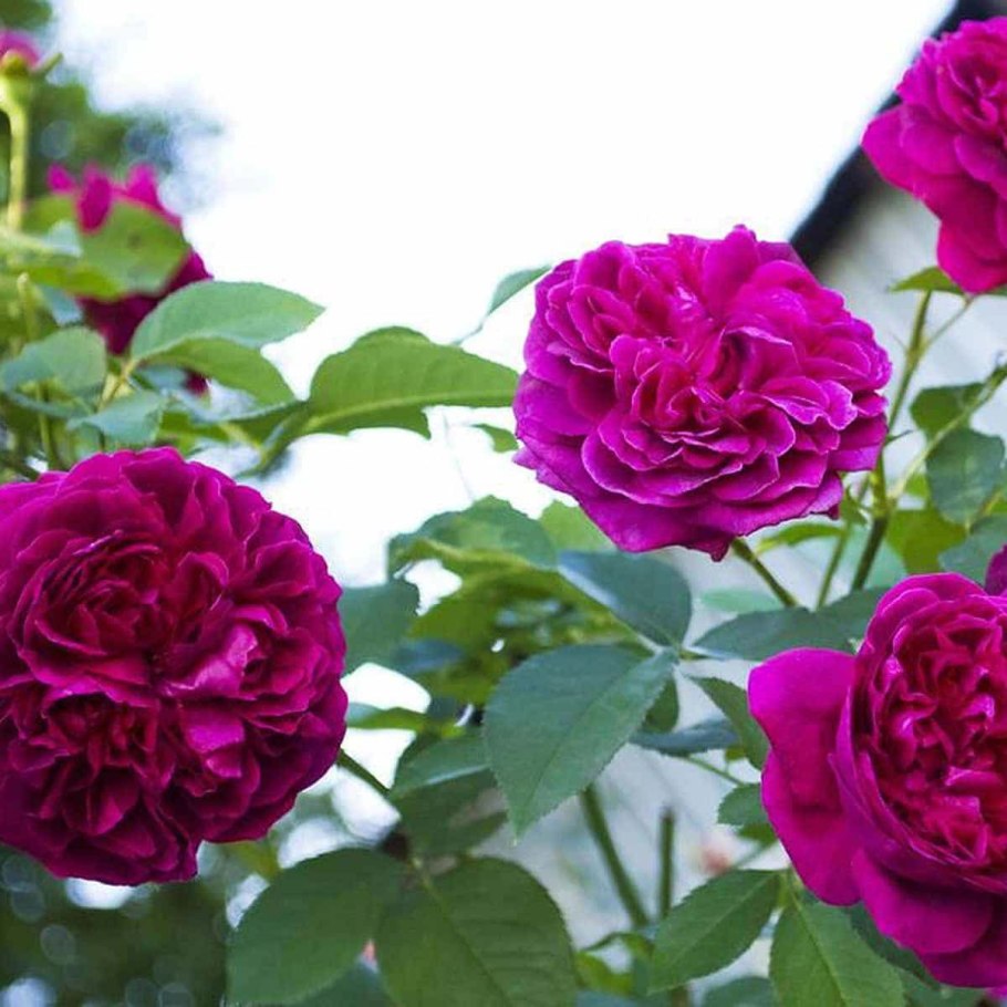 Роза Шекспир и аскот