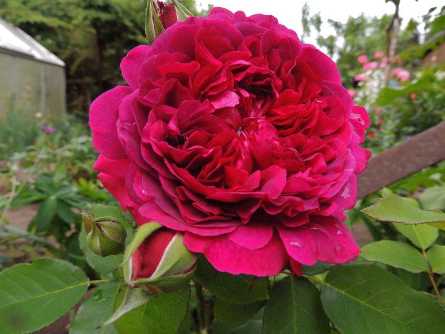 Роза Остина Уильям Шекспир