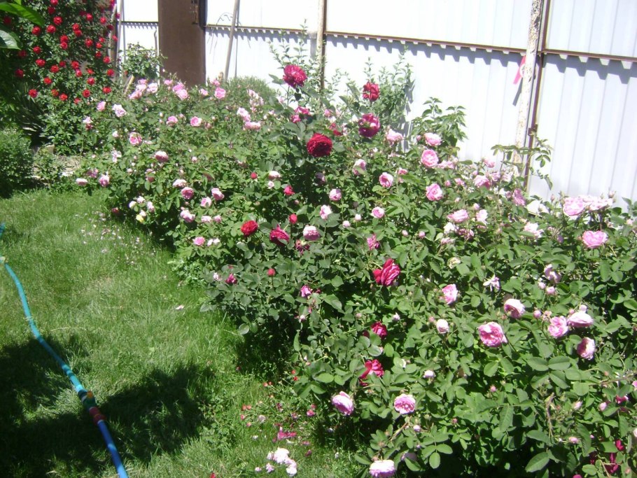 Роща Шекспир