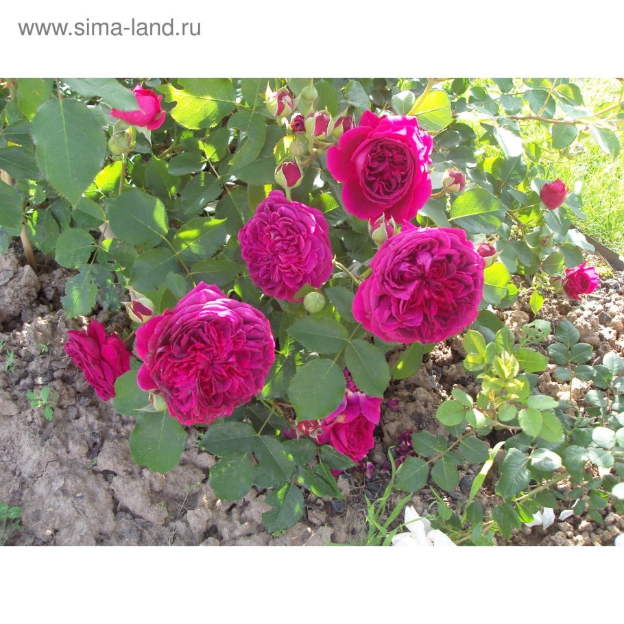 Роза остина вильям шекспир 2000