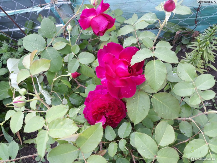 Роза английская Вильям Шекспир 2000