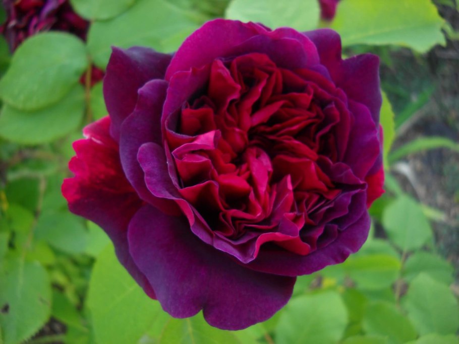 Роза William Shakespeare 2000